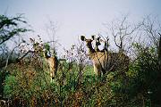 Antilopes en el Kruger