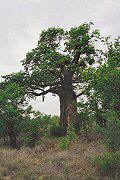 Baobab